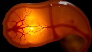 Noul organ uman descoperit în corpul uman.