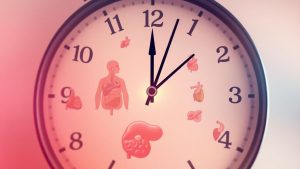Ceas biologic al organelor corpului uman.